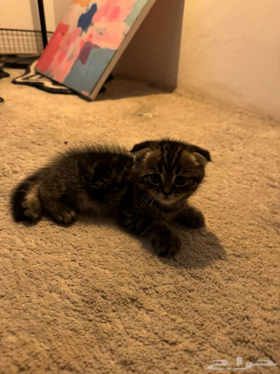 للبيع قطة سكوتش64462212392579112
