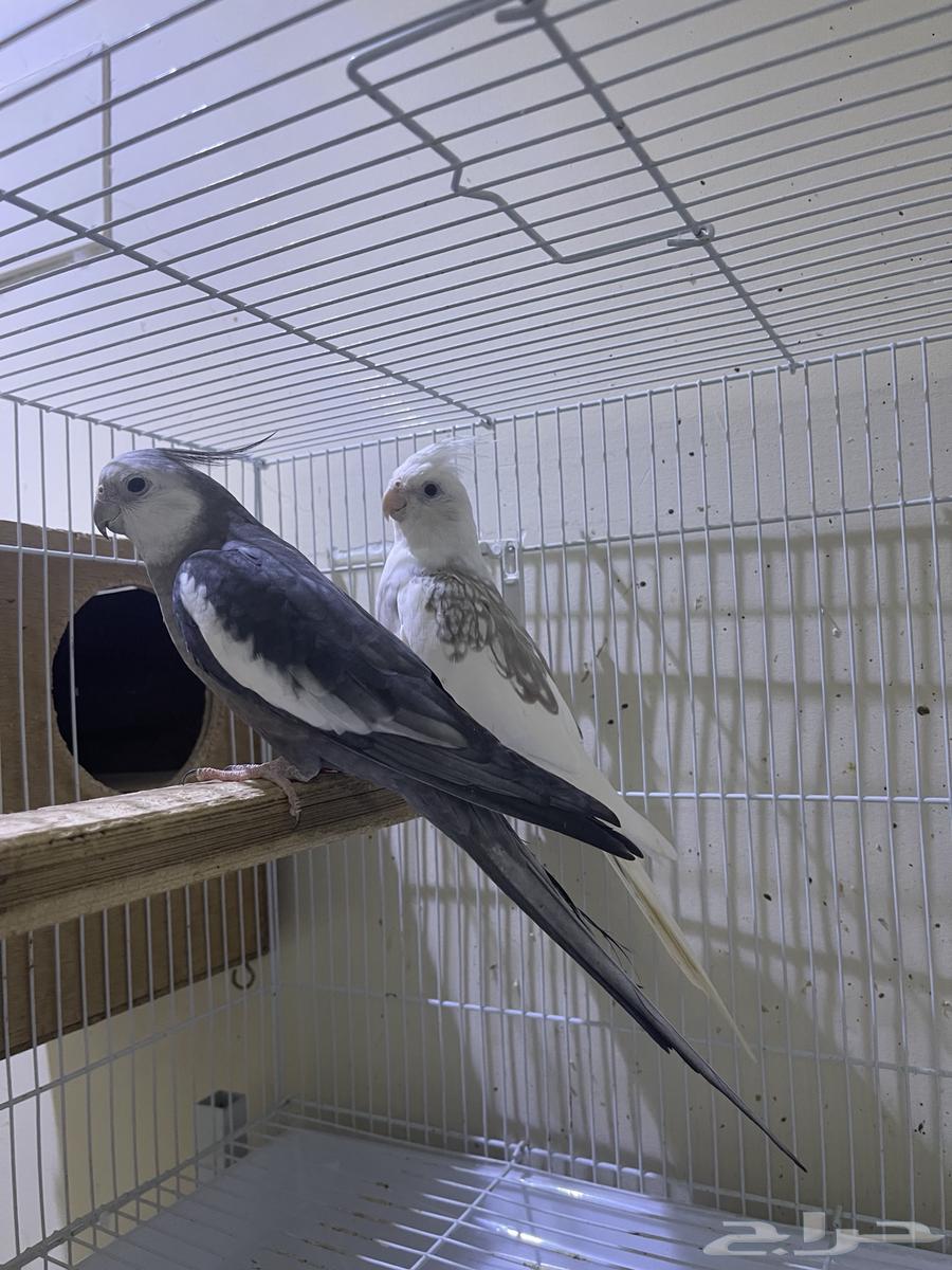 زوج كروان تم اللبيع64462541109506114