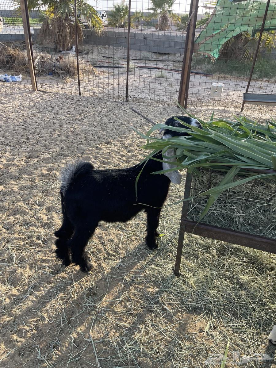 Two Goats and Three Rams64458826138754114