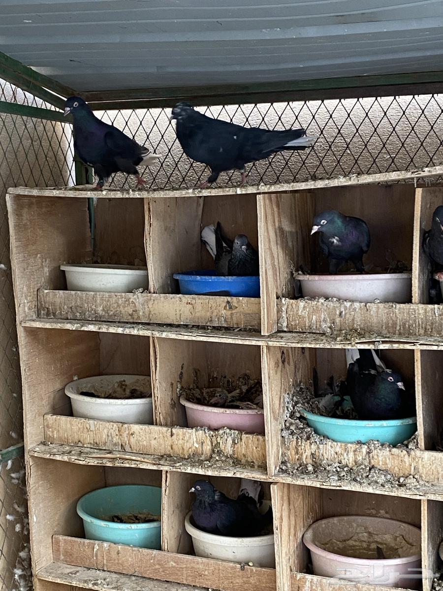 ترثه تركيبه للبيع64460761981186110