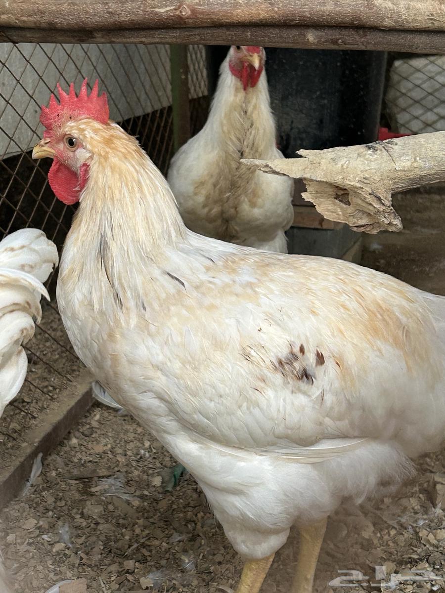 ديوك لوهمان براون64462130944643111