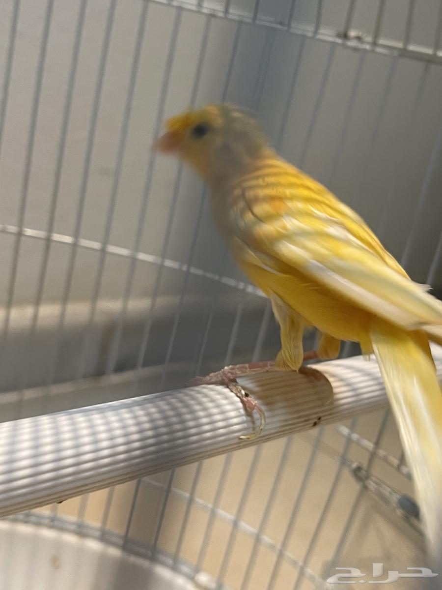 طيور للبيع64462555220738114