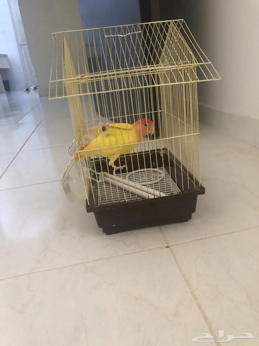 ببغاء الاستخدام شهر ونص للبيع64461310013953110