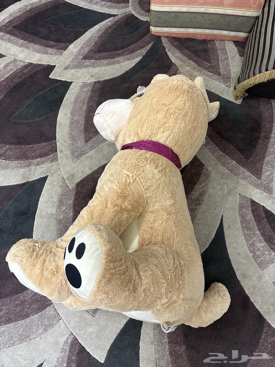 دبدبوب كبير للبيع64463944748803111