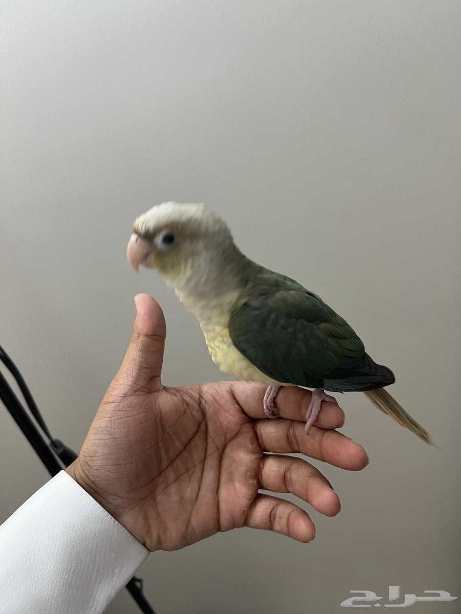 فرخ كنيور تركواز64423054473602112