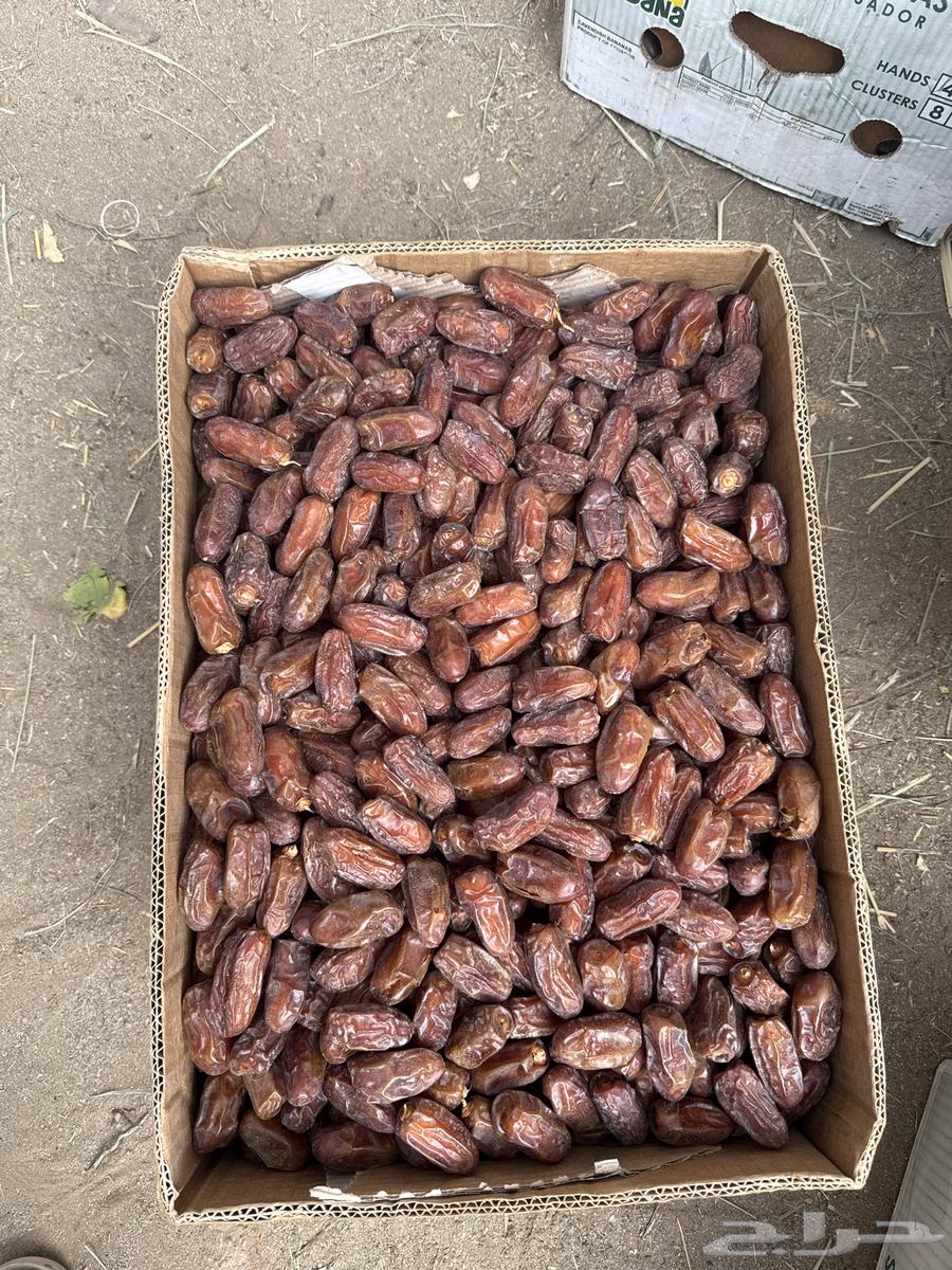 Safri Pure Dates64461282277378111