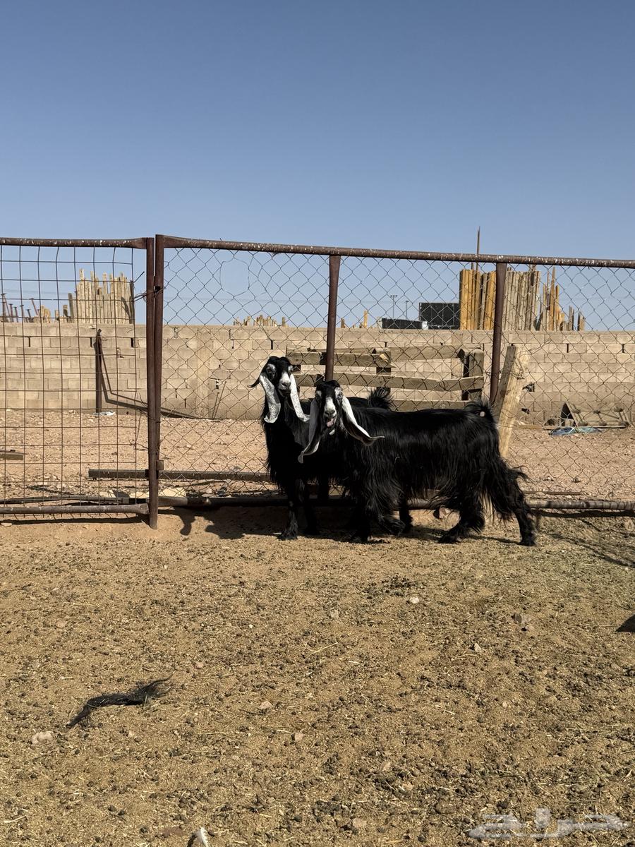 للبيع معزا عوارض صنف64460762052867111