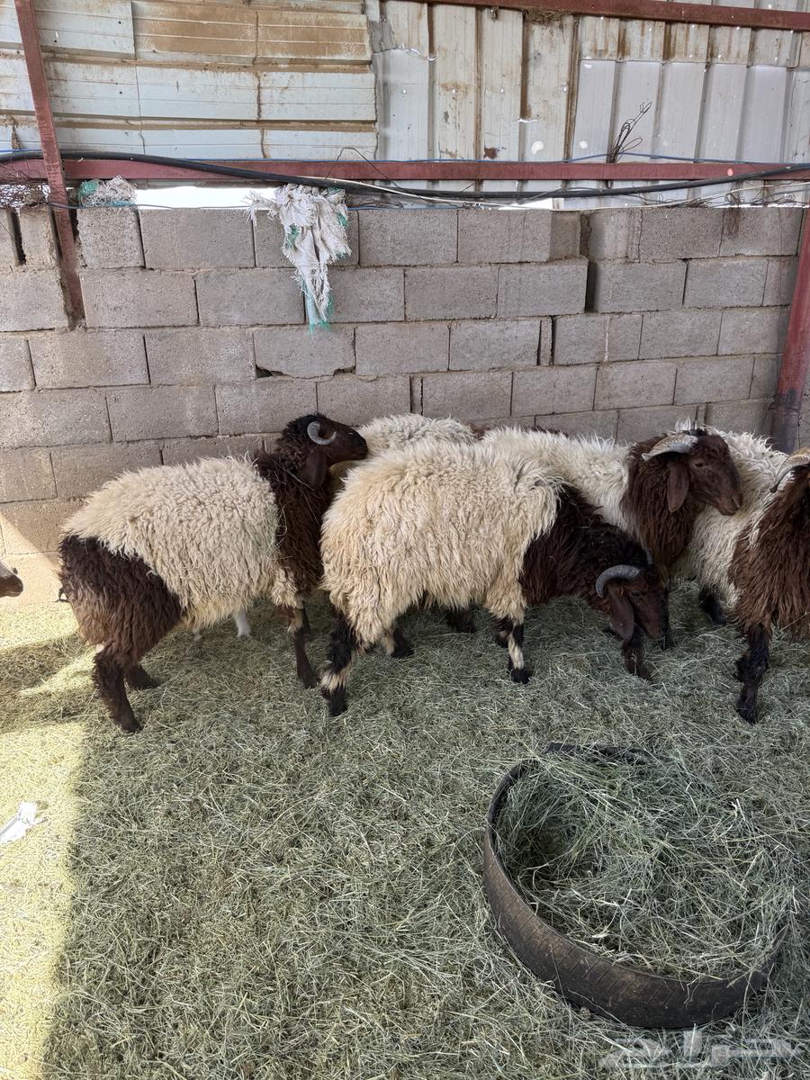 طليان للبيع العدد 5 خرفان64458689403650111