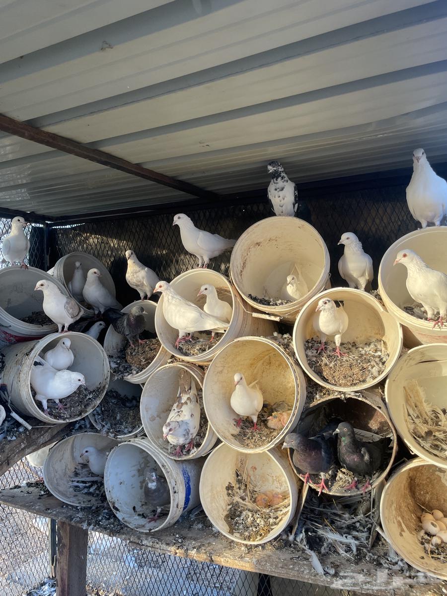 حمام مشكل للبيع64461787349377110