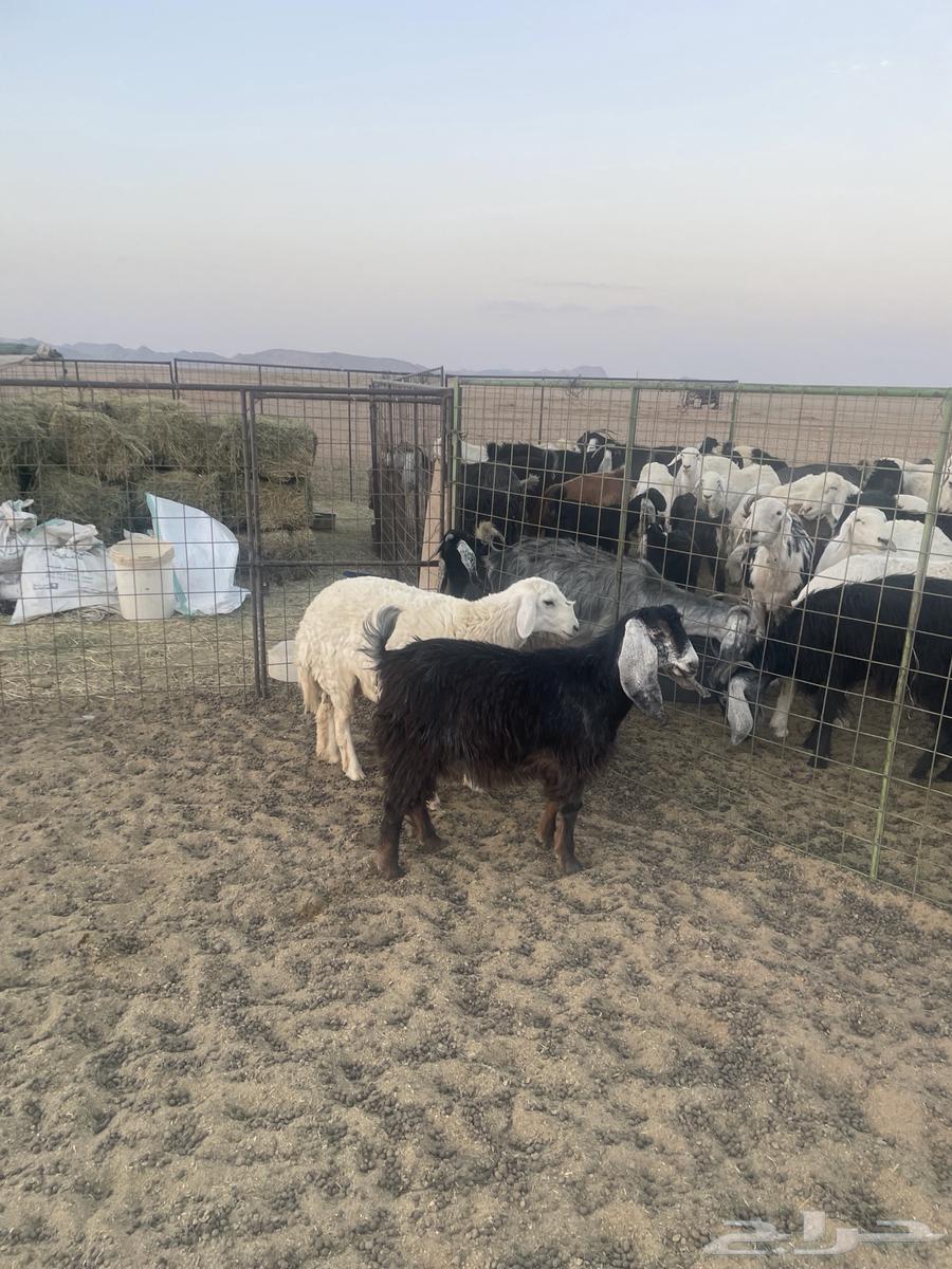 جفرات ورخل حريه مقاني64462212352258114