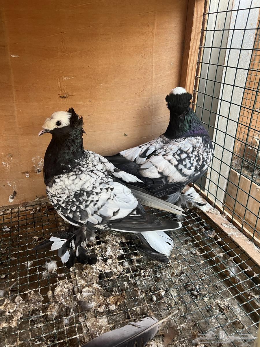 Saxon pigeon pair, condition for sale64458363610243111