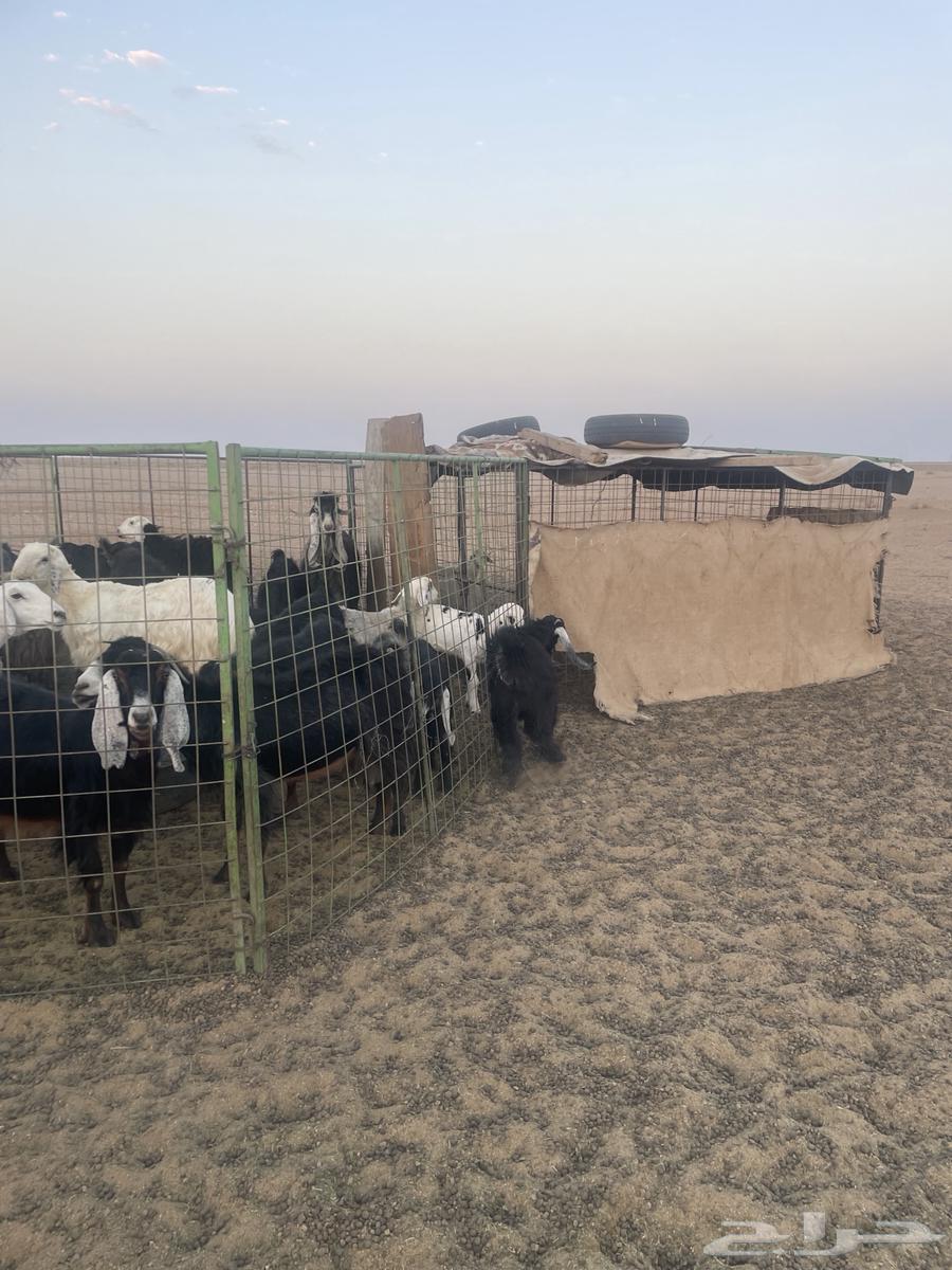 جفرات ورخل حريه مقاني64462212352258113