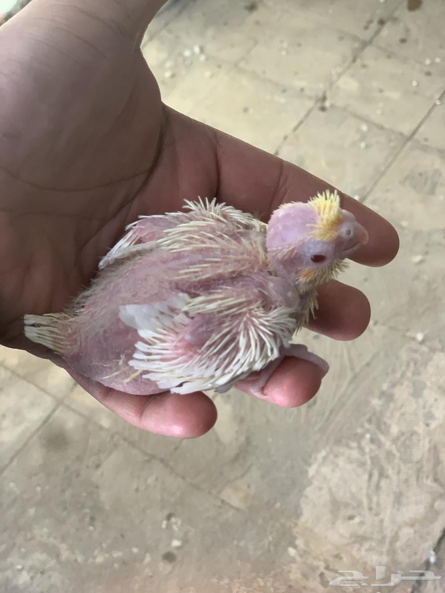 فروخ كروان لاتينو عيون احمر64460174739073110