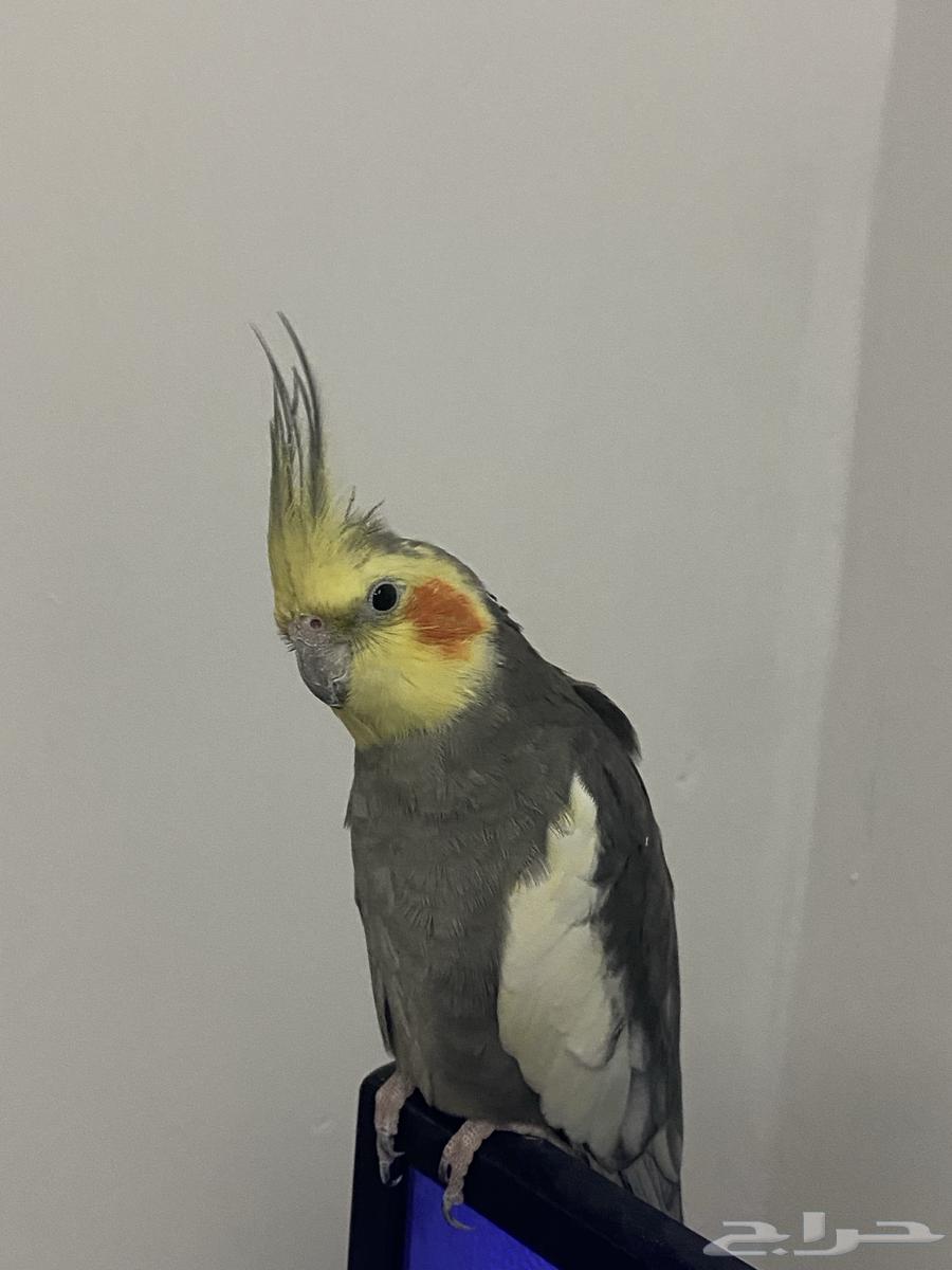 كروان كوكتيل للبيع64462665252097110