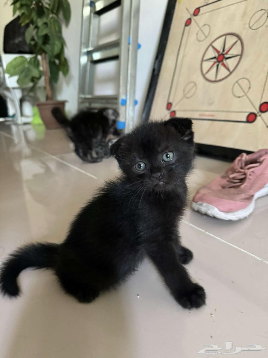 للبيع قطة سكوتش64462212392579114