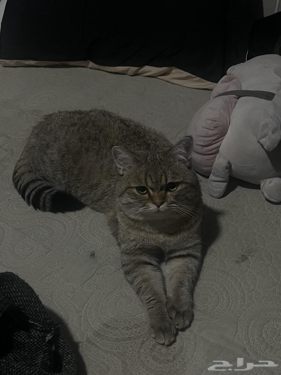 Scottish Cat64460775673730111