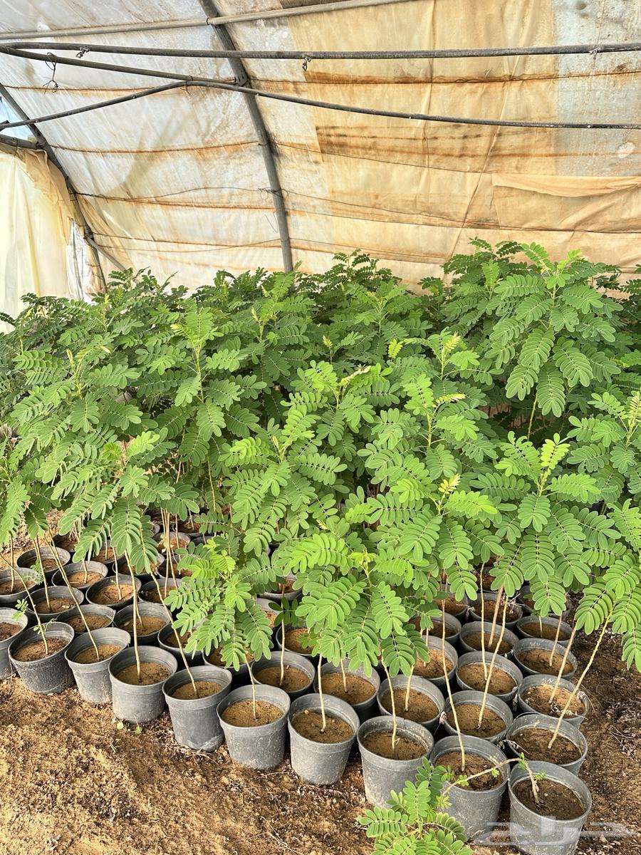 اشجار الاكاسيا جولكا الصفراء64458689330434111