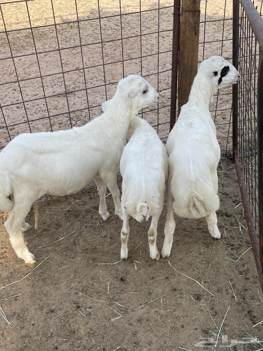 Two Goats and Three Rams64458826138754111