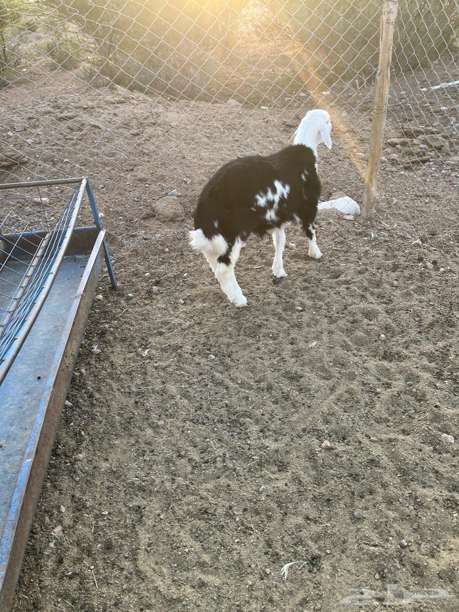 خروف نجدي عمره حول خمسة شهور مقفل شحم ونضيف64462049033603111