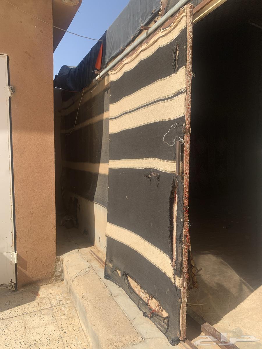 A tent, a bicycle, and scenery64460269914243113