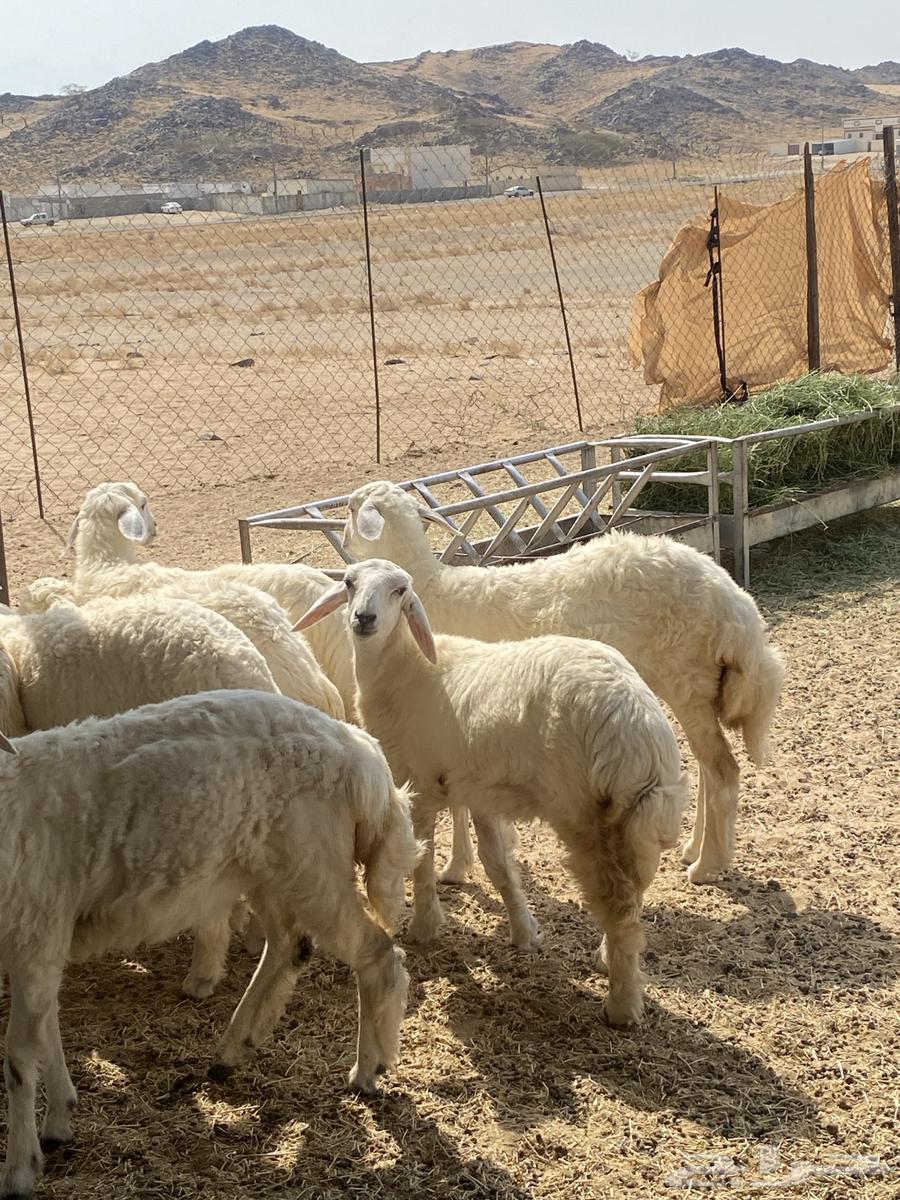 Whole or individual camel slaughter64458915904898110