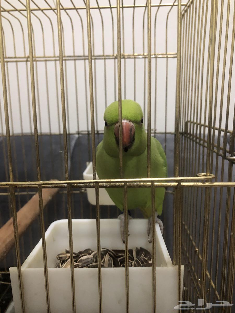 طير دره للبيع64449902595714113