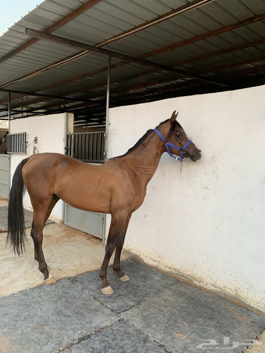 حصان للبيع64463305619587110