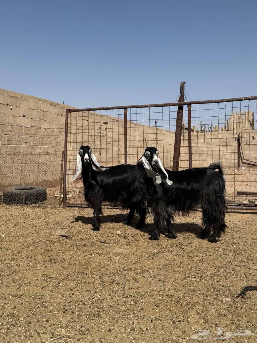 للبيع معزا عوارض صنف64460762052867110