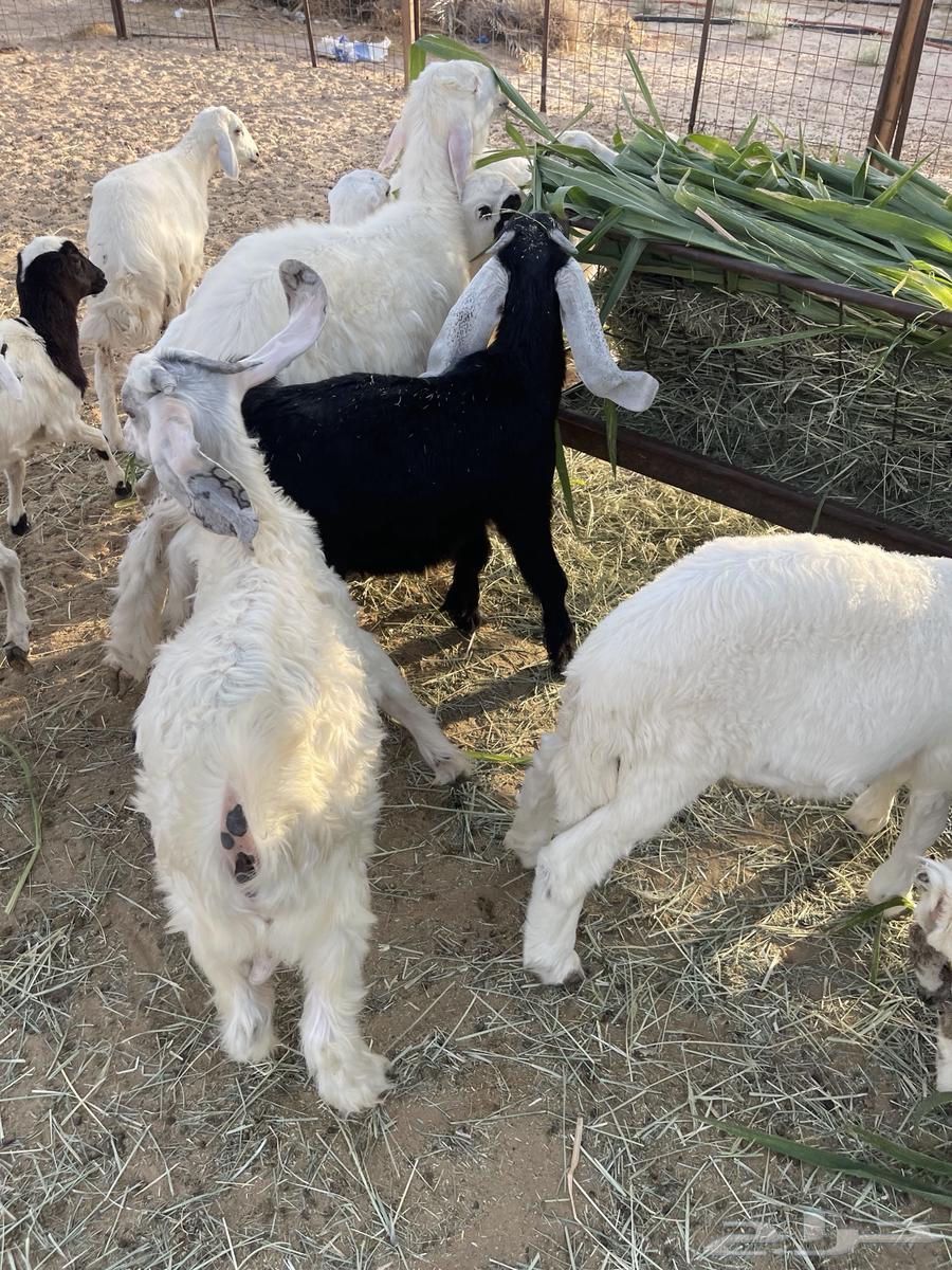 Two Goats and Three Rams64458826138754112