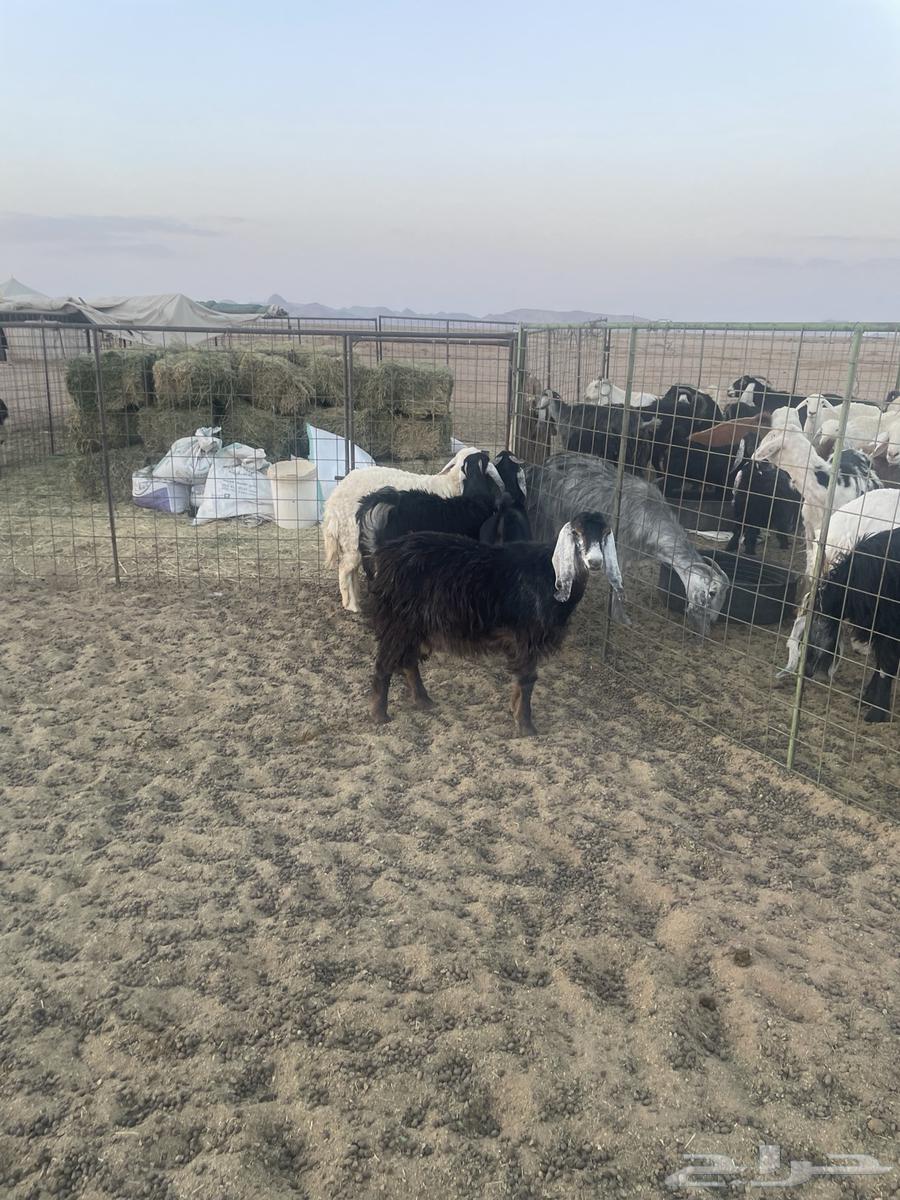 جفرات ورخل حريه مقاني64462212352258110