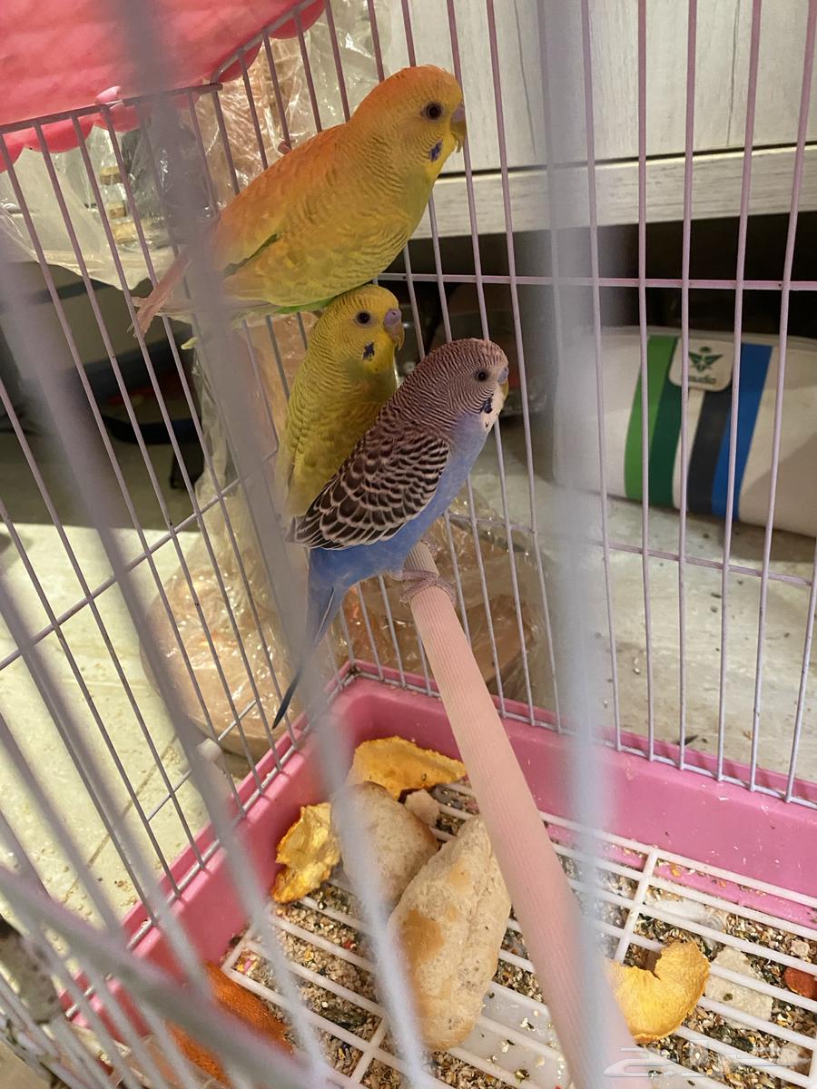 طيور بادجي64458378930947110