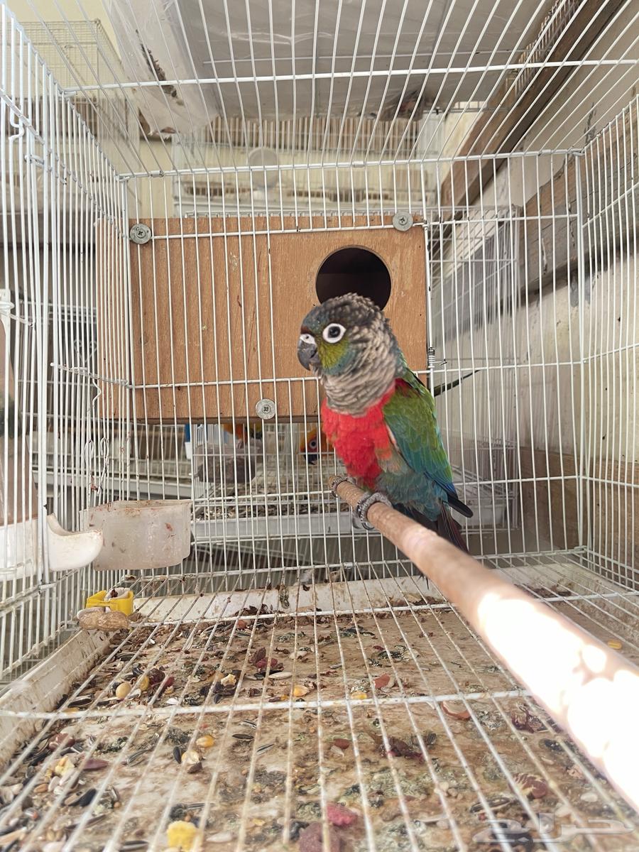 جوز كنيور كرمسون مباع64461172562305110