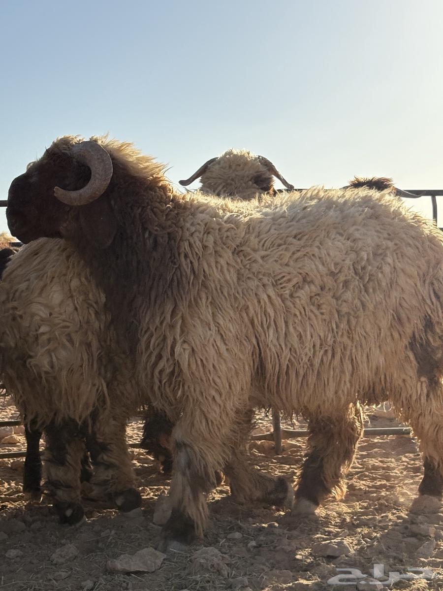 جذعان فواخر للبيع64463545268099113