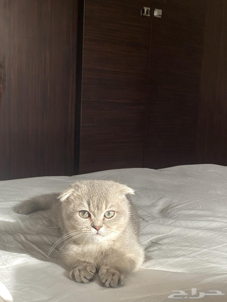 قط ذكر للبيع64463305814146111