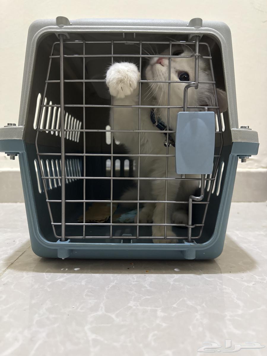 قط للبيع العمر 4 شهور64460544478339111