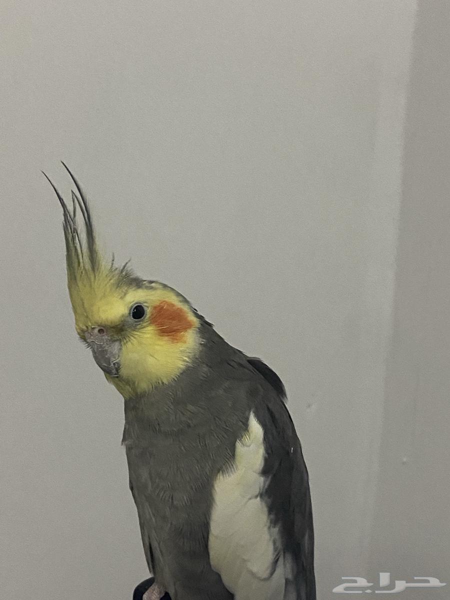 كروان كوكتيل للبيع64462665252097111