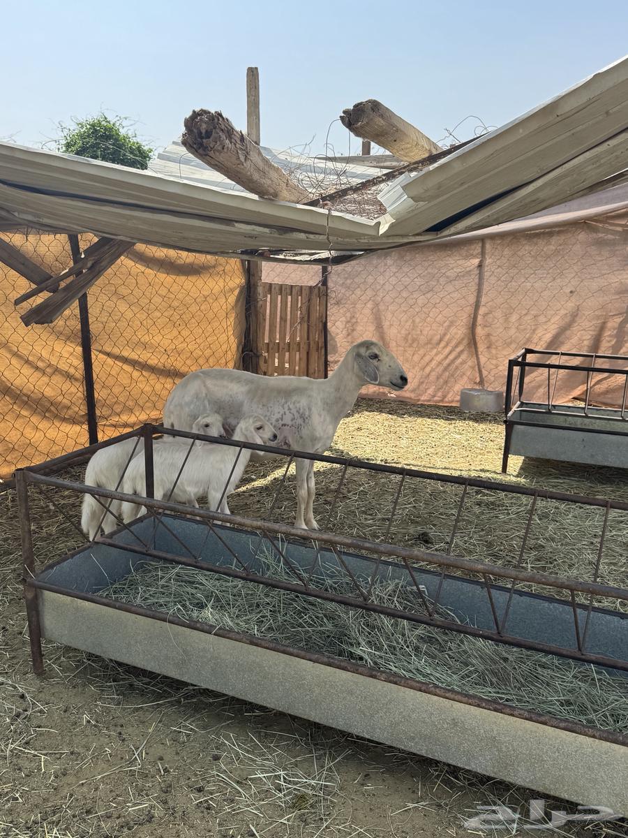 A yellow soft ewe with two speckled rams underneath64458871204226111