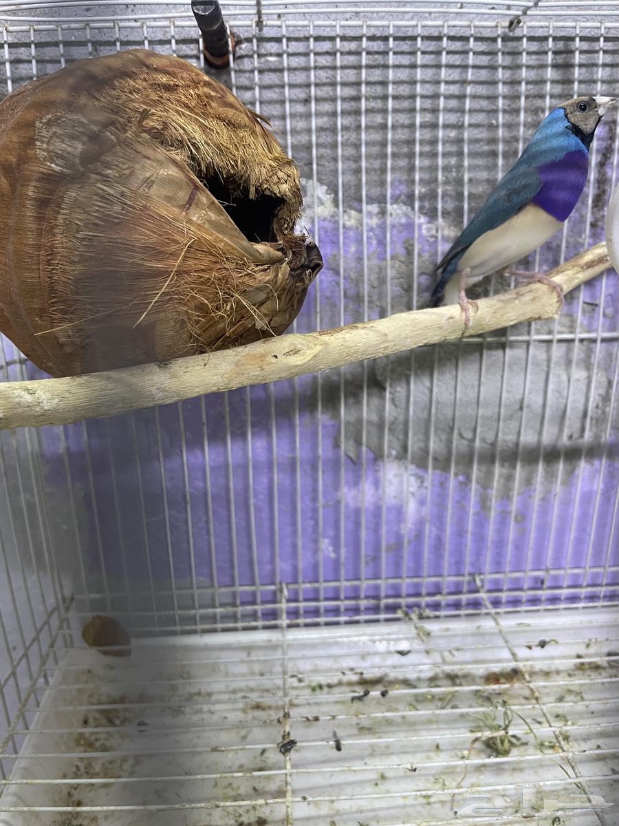 للبيع طير قولدن64457500924929110