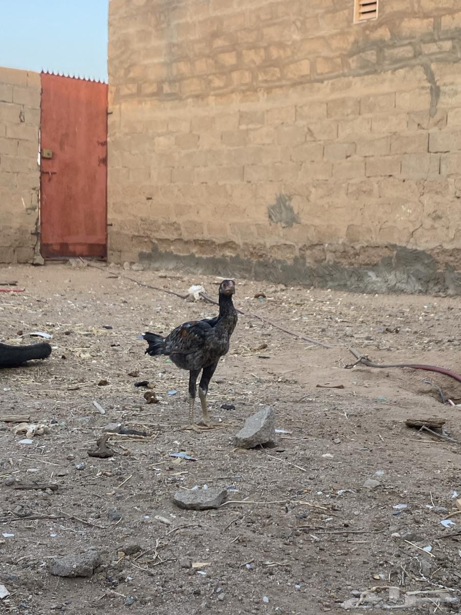 ديكه باكستانيه64462185338113111