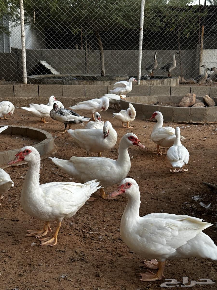 Muscovy Duck with Unique Color64458900646785110