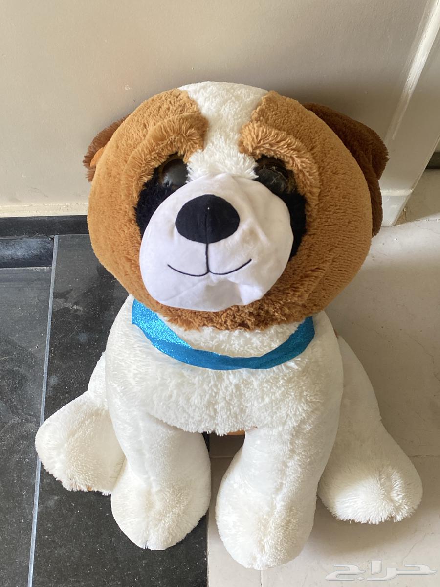 كلب دوميه الله يكرمكم على السوم يبدا من250 من البوليفارد64459943410306110