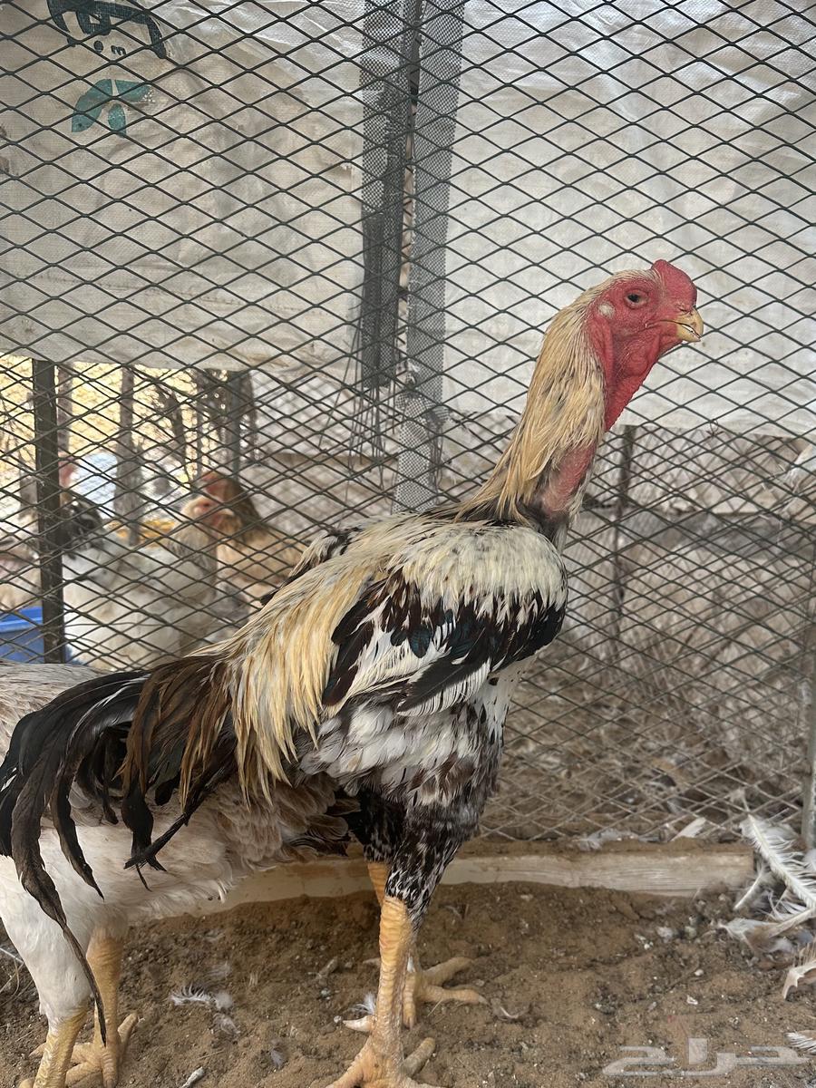 ديك ودجاجه فارسي مستوى توب ماشالله64462800813186110