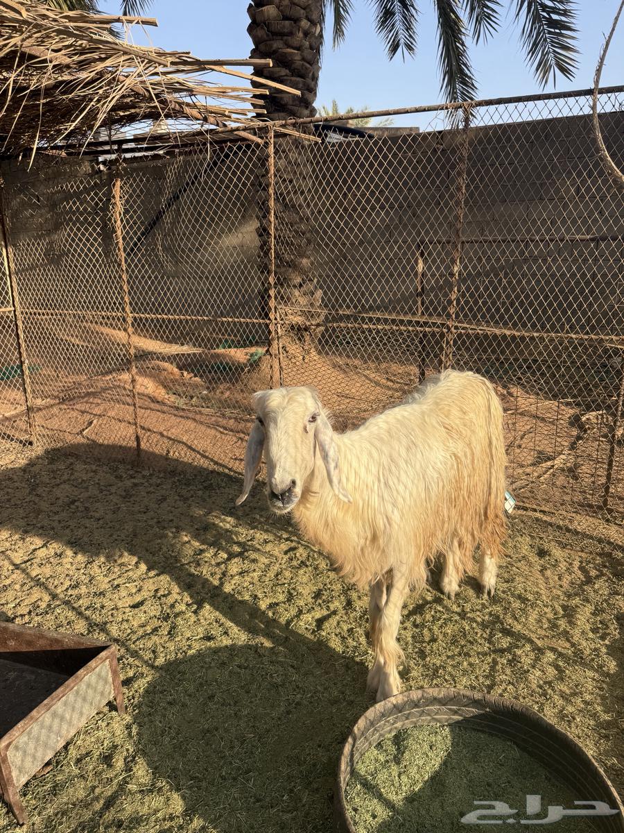 نعجة عيسية صنف للبيع64461357581570111