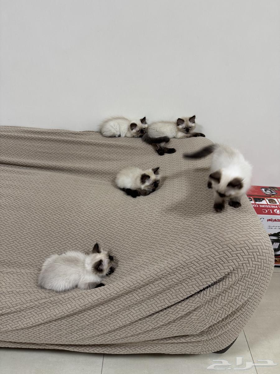 كيتن هملايا64457185713922114