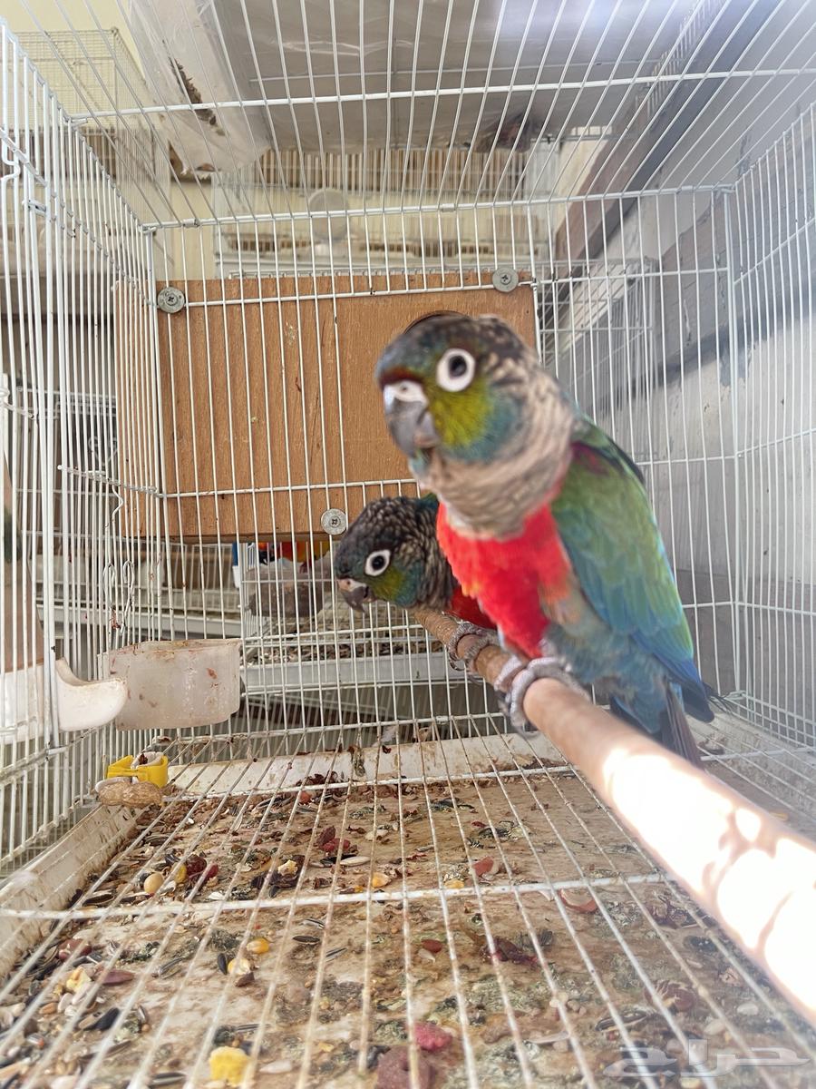 جوز كنيور كرمسون مباع64461172562305111