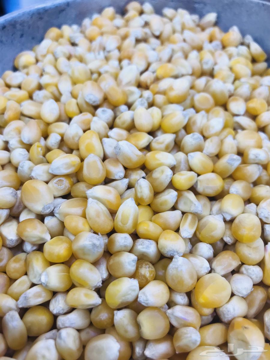 فشار برازيلي   نخب اول   نظيف وفاخر64463060961410111