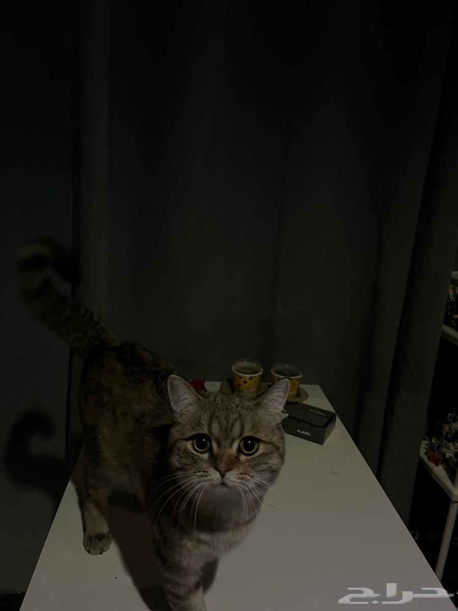 Scottish Cat64460775673730112