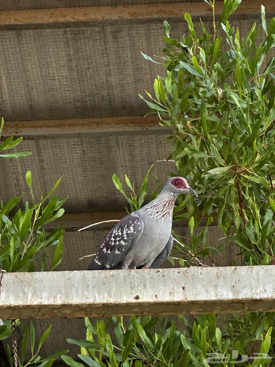 للبيع حمام قماري ابو جفن64460051324291114