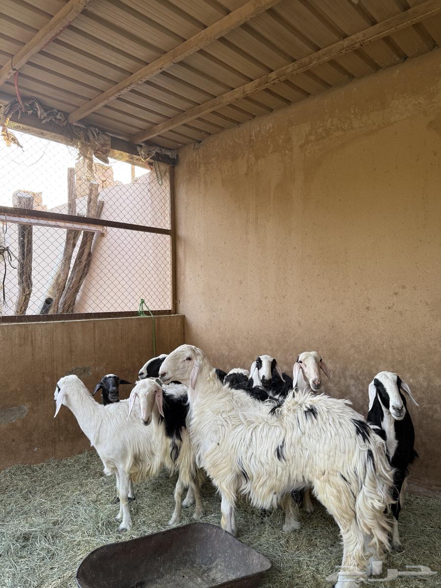 فحل للبيع64463224080385110