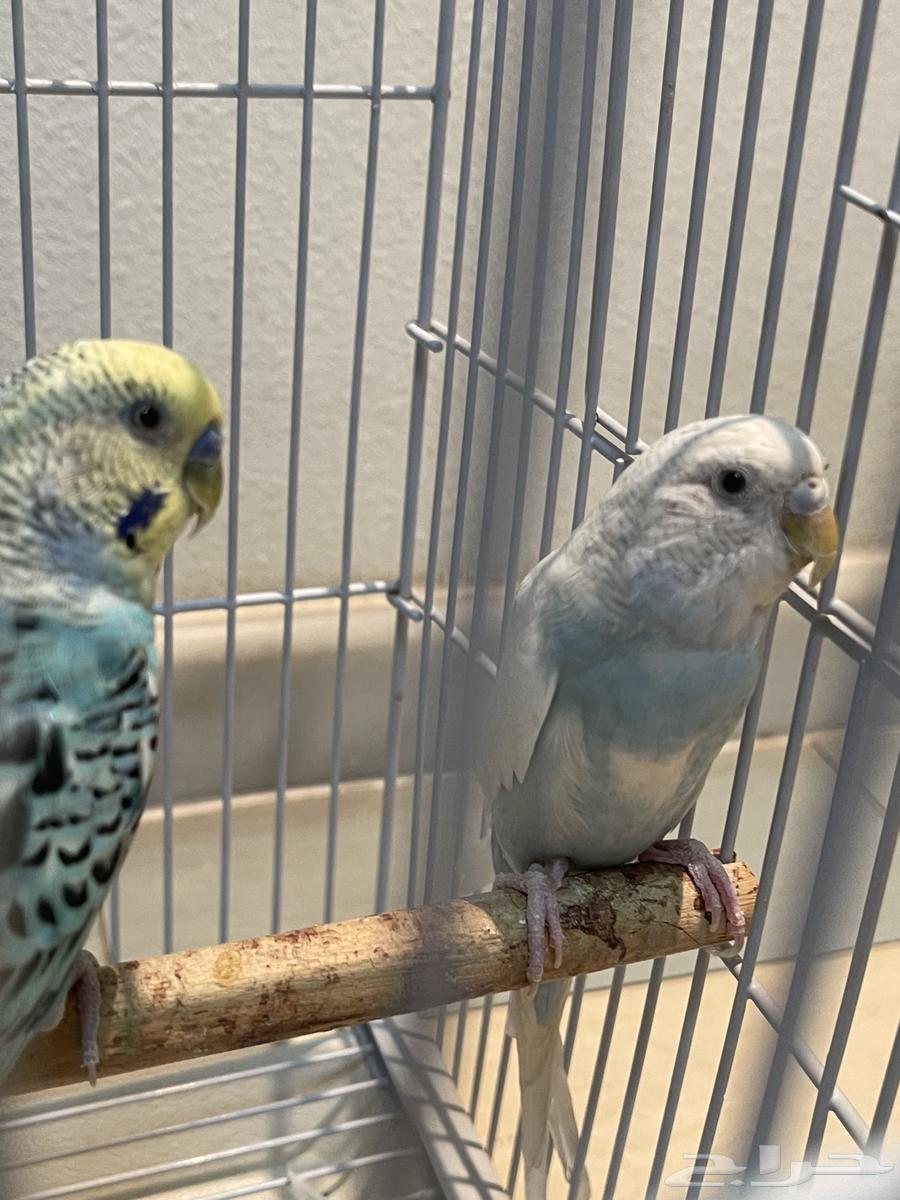 طيور للبيع64462555220738110